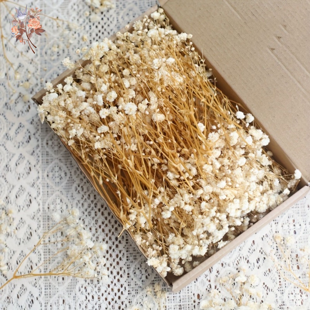 Dried Flower Bunch - 100pcs Mini Dried Baby's Breath Flowers
