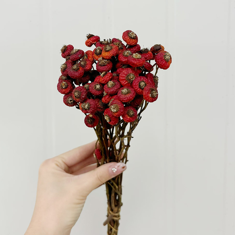 10pcs/Bunch Dried Rose Hip Ber - đánh giá và giá Dried Flower Bunch