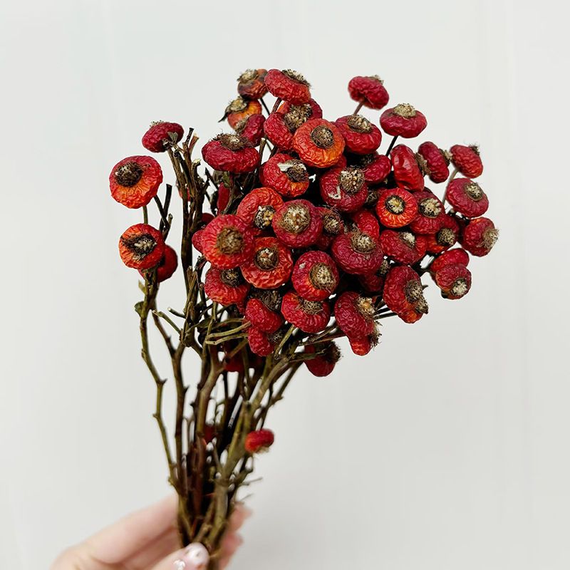 10pcs/Bunch Dried Rose Hip Ber - đánh giá và giá Dried Flower Bunch