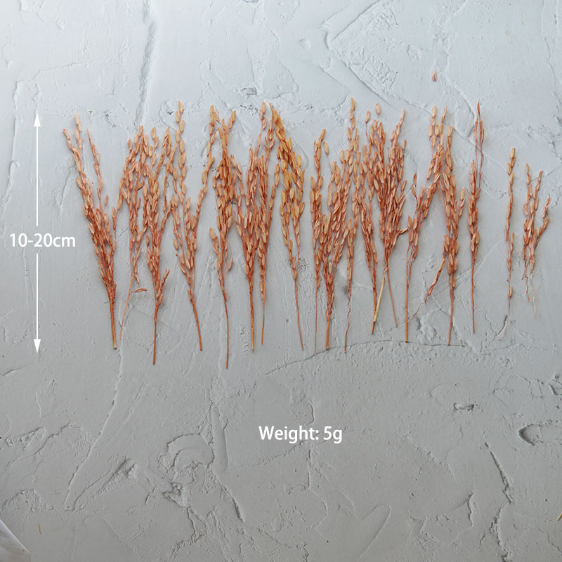 5g/Broomcorn Dyed Dried Nature - đánh giá và giá Dried Flower Bunch