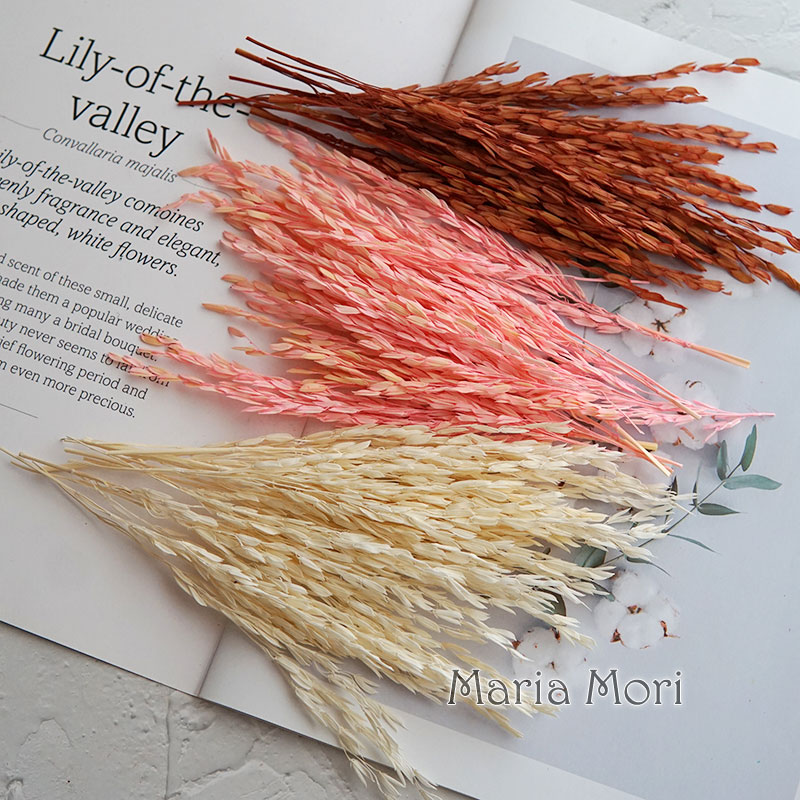 5g/Broomcorn Dyed Dried Nature - đánh giá và giá Dried Flower Bunch