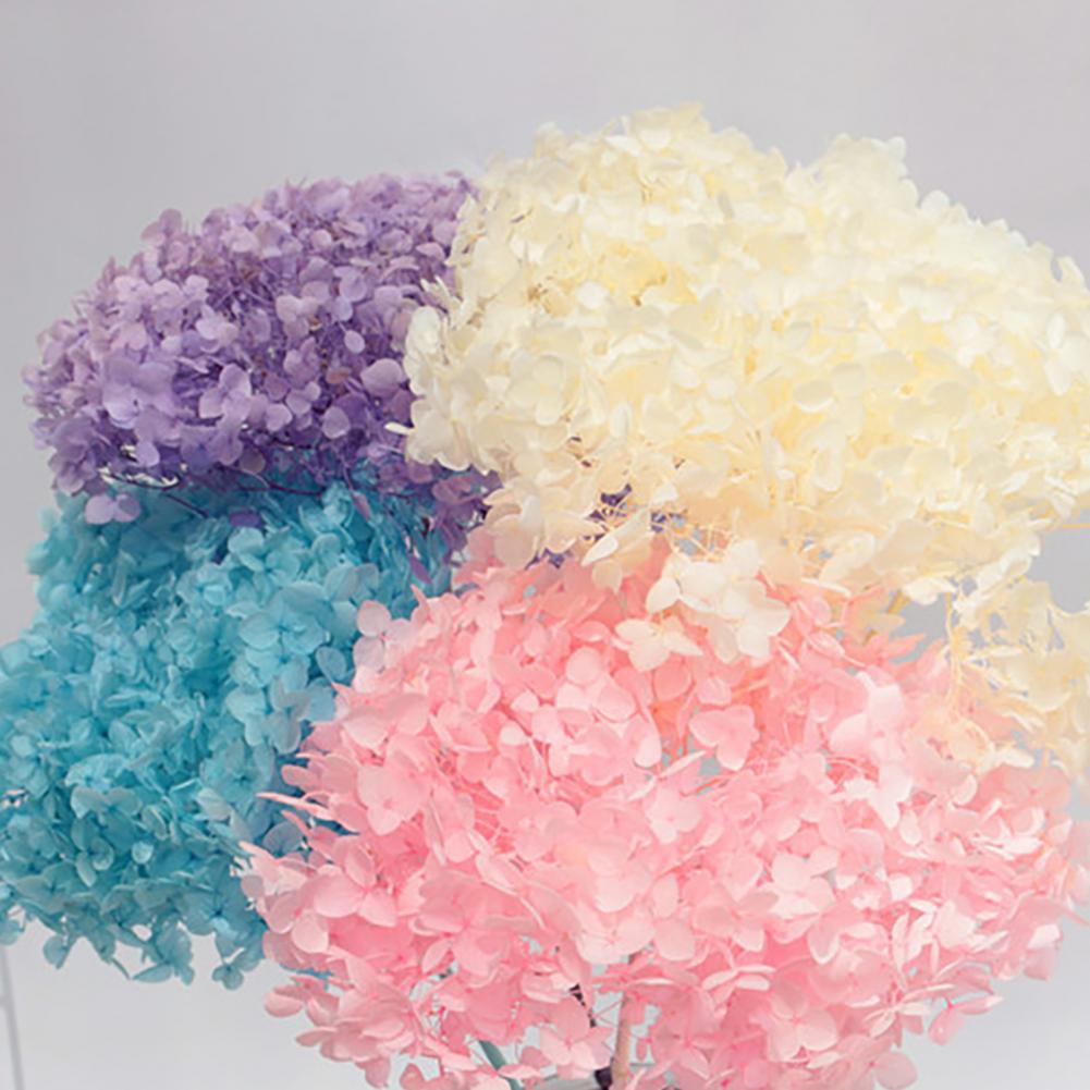 1 Box Hydrangea Dried Flowers  - đánh giá và giá Dried Flower Bunch