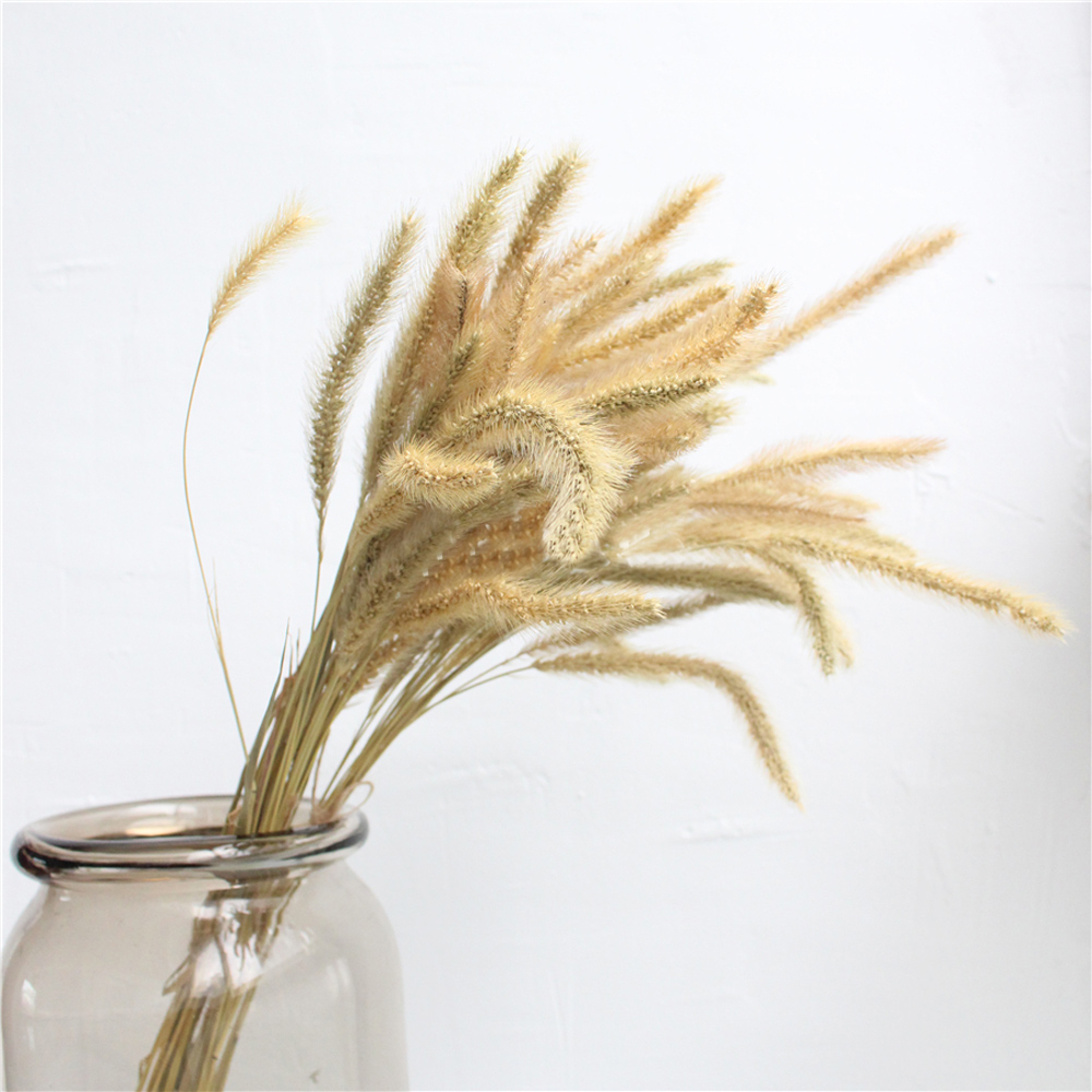 200pcs natural dried Lagurus o - đánh giá và giá Dried Flower Bunch