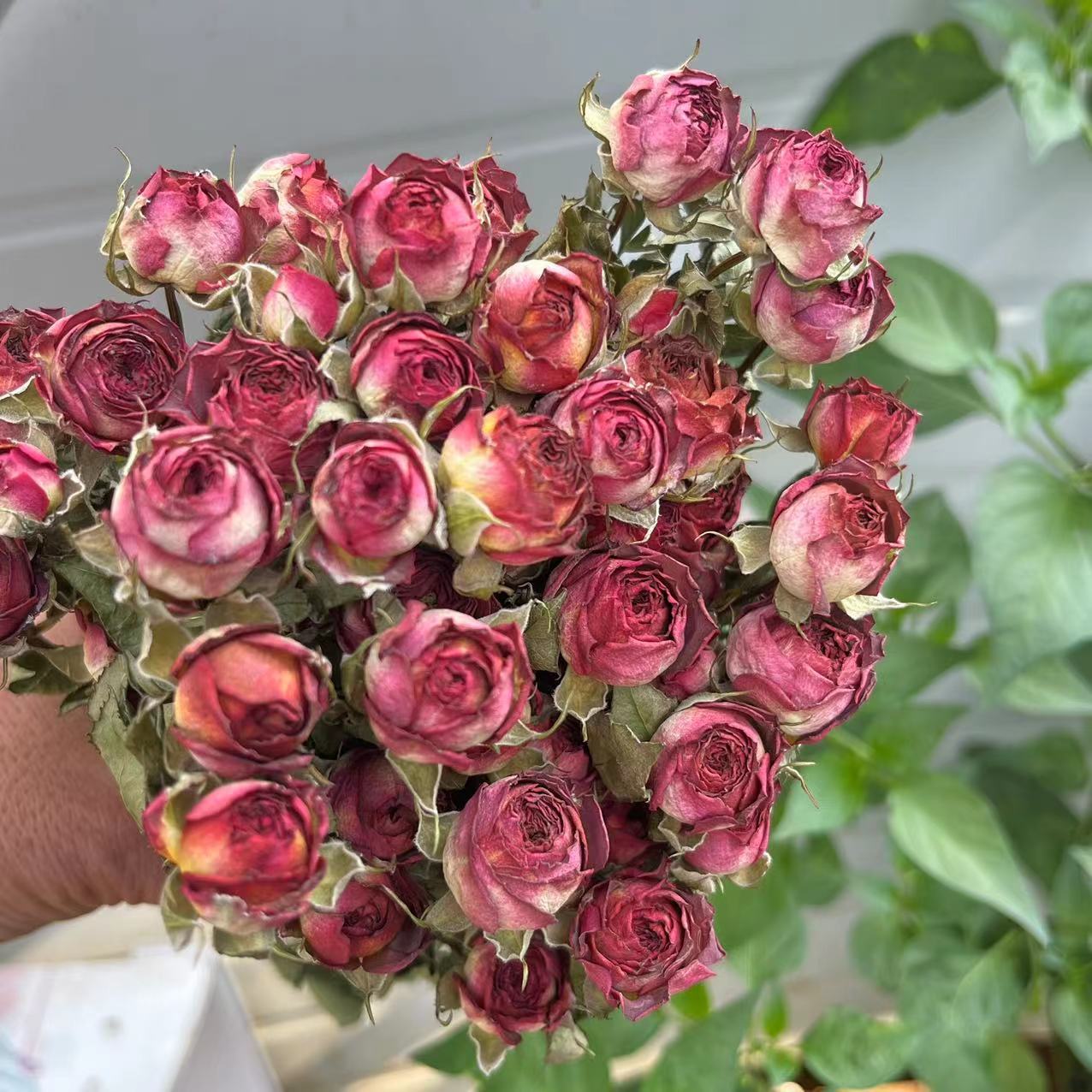 Rất Nhiều Trang Trí Sấy Khô Tự - đánh giá và giá Dried Flower Bunch